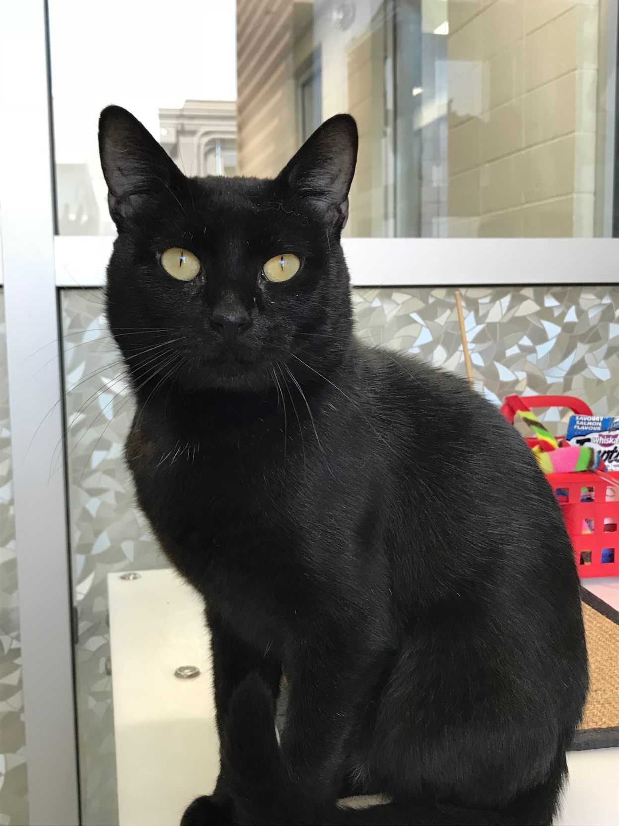 Adopt a friend: Kenny